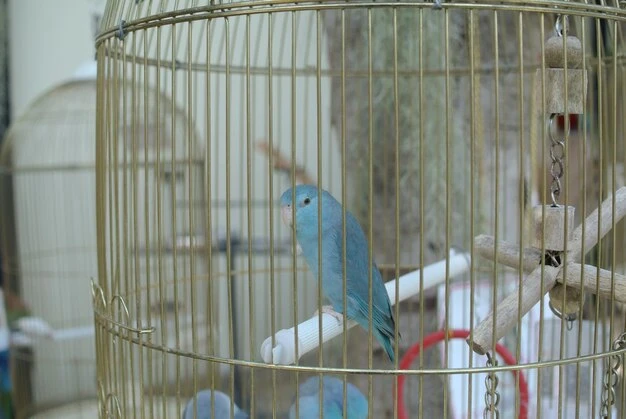 مش جوشی قفس پرنده